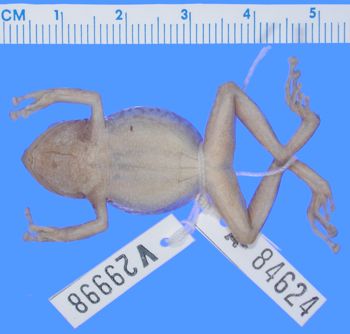 Media type: image; Herpetology A-84624